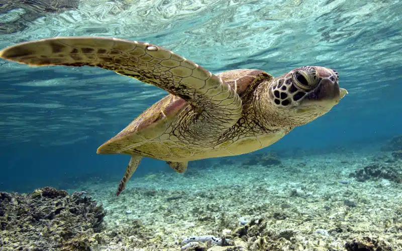 Turtles