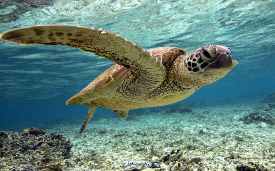 Sibaltan-Manta-Ray-Diving-1-2.webp