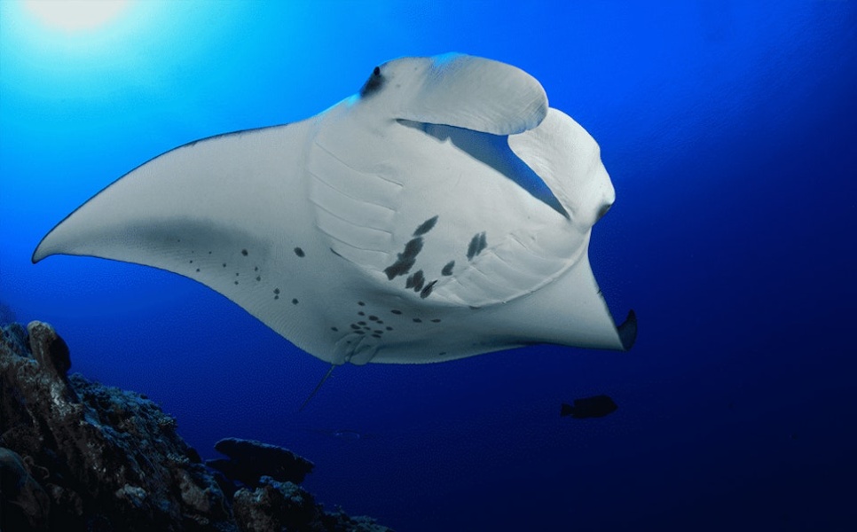Sibaltan-Manta-Ray-Diving-2-2.jpg