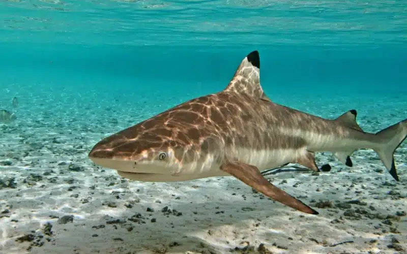 blacktip-reef-shark-siladen.webp